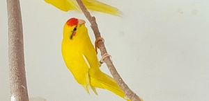 Ziegensittiche