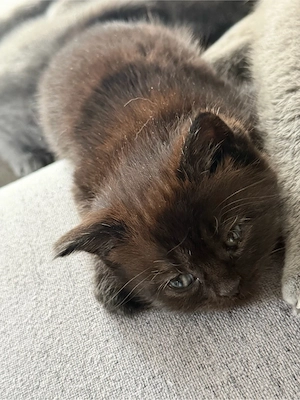 Zwei süße Katzen suchen ein liebevolles Zuhause