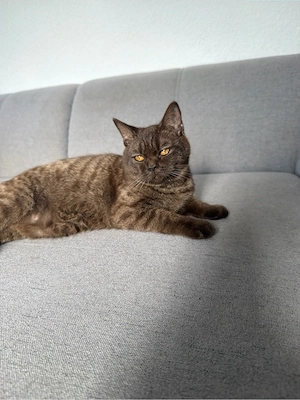 Kater sucht Zuhause 