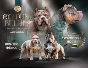 American Bully Welpen mit ABKC Vater NW Grand Champion Extreme Bear Biggie