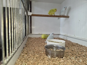 Junge Blaugenik Sperlimgspapageien