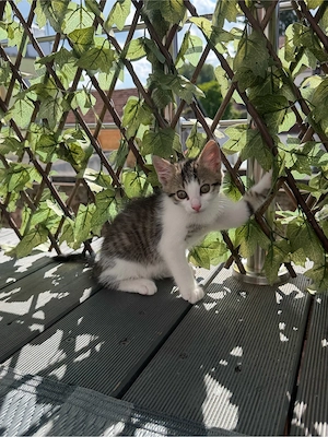 Katzenbabys suchen neues Zuhause 