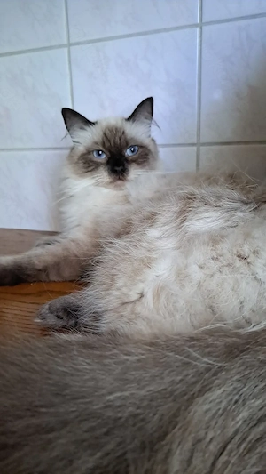 Neva masquarade sibirische Katze Madchen