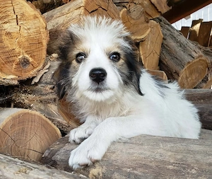 HEIDI - liebevolles Hundekind (wartet in Rumänien)