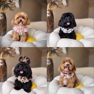 Maltipoo Welpen