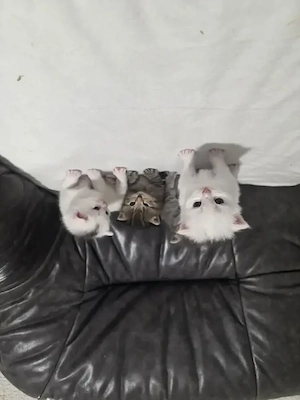 Kitten noch 2 Wochen alt 