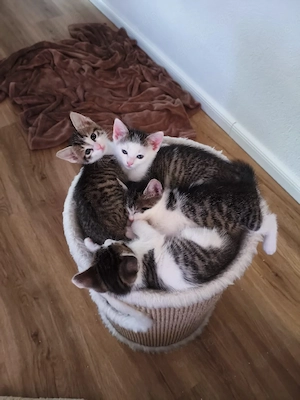 Geschwister Paar Kitten Baby Katzen