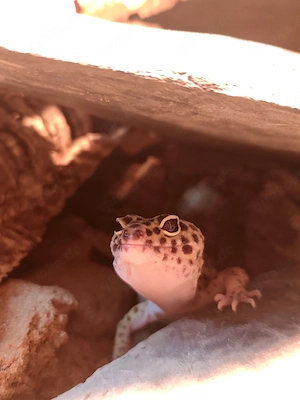 0.1 Leopardgecko weibchen 