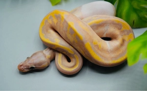 1.0 Banana Piebald Nr.3 ENZ 2026