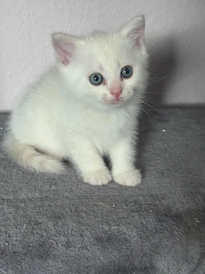 BKH Kater 