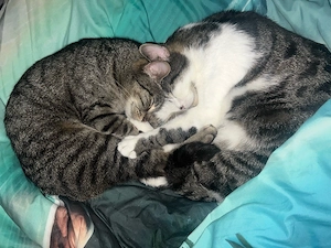 Speedy & Rocky suchen gemeinsam ein liebevolles Zuhause 