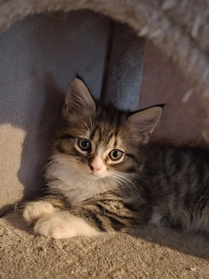 Edelmix Kitten Maine Coon - Britisch Langhaar 