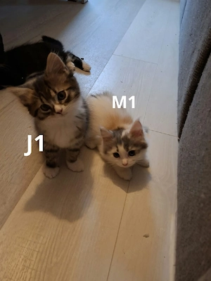 Edelmix Kitten Maine Coon - Britisch Langhaar 