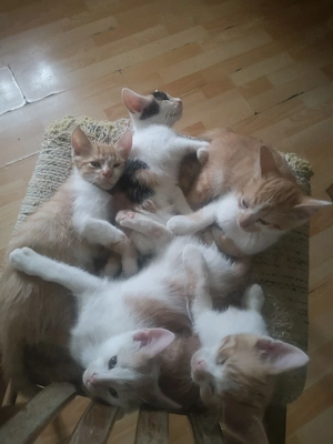 5 Katzen Kinder Kitten suchen Zuhause Rote dabei Glückskatze Garfields