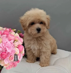Maltipoo 3 Monate