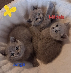 Reinrassige BKH Kitten 