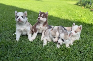 Siberian Husky welpen