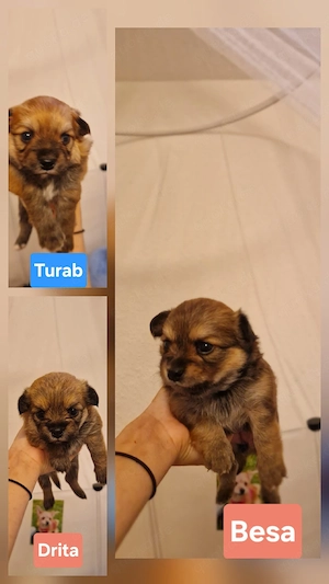 pomchi welpen