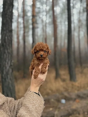 Maltipoo 3 Monate