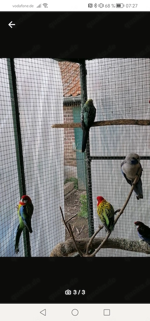 Schöne Prachtrosella 