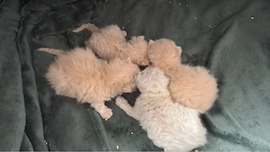 selkirk rex 