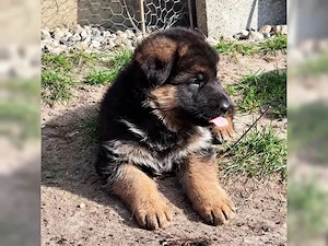 Reinrassige Deutsche Schäferhund Welpen!!
