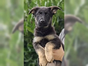 Typvolle Deutsche Schäferhund Welpen !!