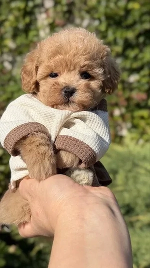 Maltipoo 3 Monate