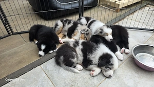 Australian Shepherd Welpen 