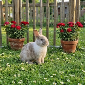 Zwergkaninchen Löwenköpfchen Löwenkopf Kaninchen Mini-Lop