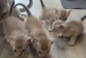 Singapura Siam Mix Kitten Kätzchen kleine Katze