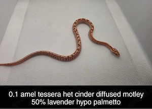 Kornnatter 0.1 Amel Tessera het Cinder,Diffused,Motkey 50% het Lavender,Hypo,Palmetto