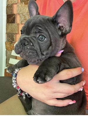 Französische Bulldogge Welpe 