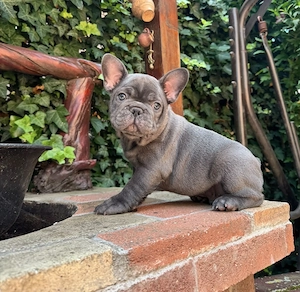Französische Bulldogge Welpe 