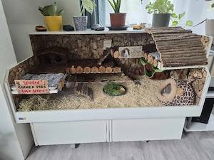 Suche Meerschweinchen Weibchen als Erzieher 