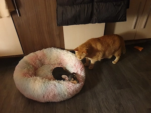 Pinscher Mix Welpe Rüde 