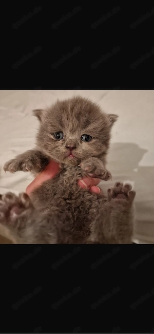 kitten kurzhaar Britisch 