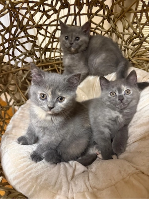 Bkh kitten 