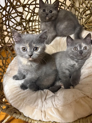 Bkh kitten 
