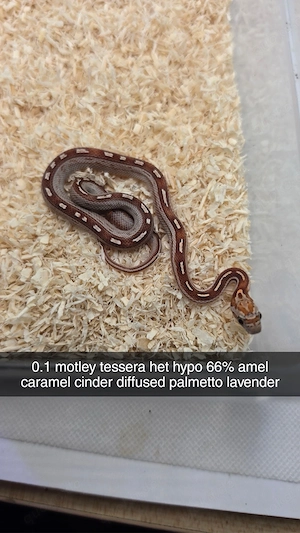 Kornnatter 0.1 Motley Tessera het Hypo 50% het Amel,Diffused,Cinder,Caramel,Lavender,Palmetto
