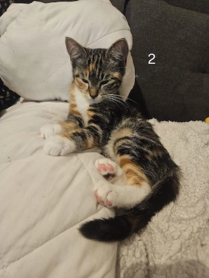 Katze Cleo
