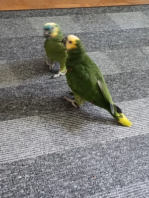 Zwei zahme Blaustirnamazonen (2 Jahre, Pärchen, Sprechend) abzugeben mit Montana Käfig Grau