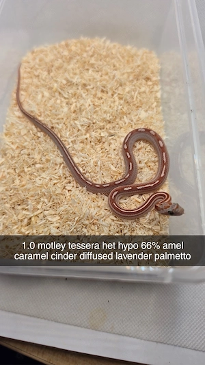 Kornnatter 1.0 Motley Tessera het Hypo 50% het Amel,Diffused,Cinder,Caramel,Lavender,Palmetto
