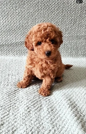 ToyPudel (Ret Brown)