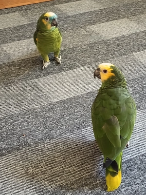 Harmonisches Blaustirnamazonen-Pärchen (2,5 Jahre) mit Montana Cage sucht liebevolles Zuhause