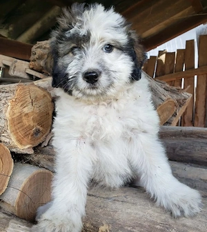 XENA - süßes Zottelmädchen (wartet in Rumänien)