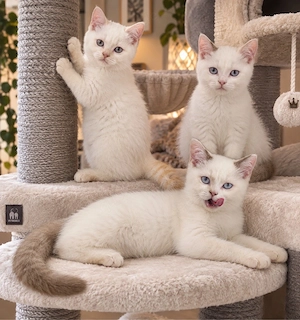 BKH Kitten cinnamon white point , creme point 
