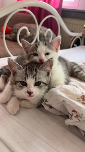 Süsse baby katzen kitten 