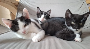 Katzen abzugeben 