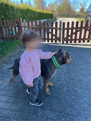 American Bully Rüde 